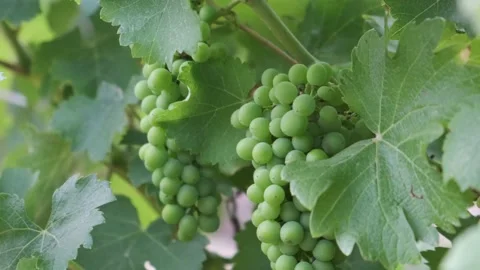 Bunch of grapes hanging off the vines Stock Footage 146629103