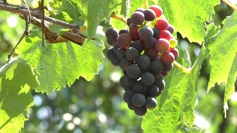 Bunch of grapes in a home garden Stock Footage