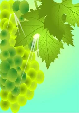 Bunch of grapes Stock Illustration