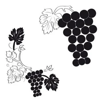 Bunch of grapes Stock Illustration