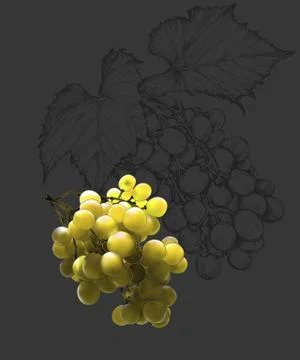Bunch of grapes Illustrazione stock