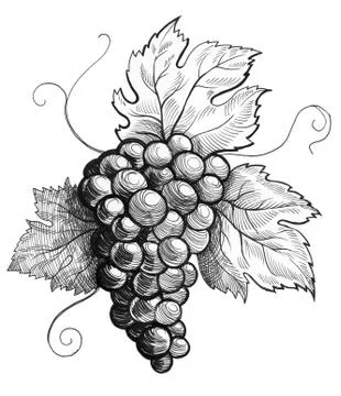 Bunch of grapes Stock Illustration