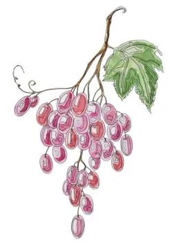 Bunch of grapes Stock Illustration