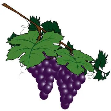 Bunch of grapes Stock Illustration