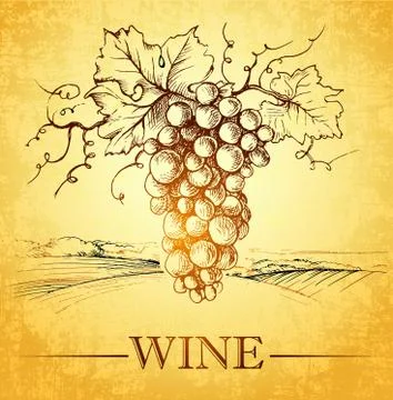 Bunch of grapes for label of wine Stock Illustration
