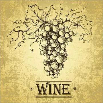 Bunch of grapes for label of wine Stock Illustration