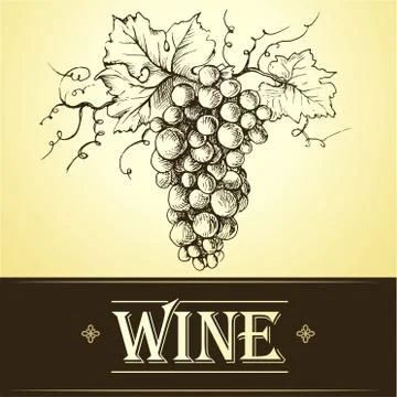 Bunch of grapes for label of wine Stock Illustration