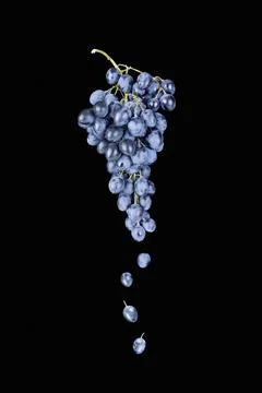 Bunch of grapes levitating on black background and grapes falling down Stock Photos