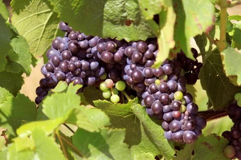 Bunch of grapes Stock Photos