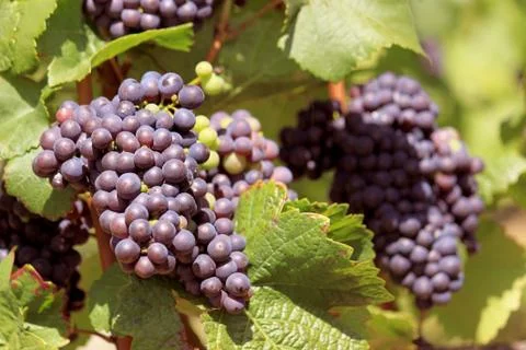 Bunch of grapes Stock Photos