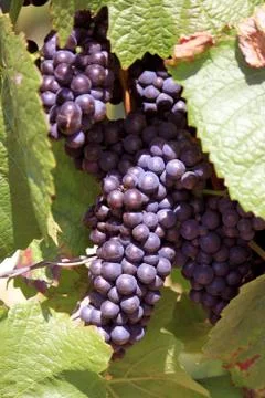 Bunch of grapes Stock Photos