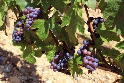 Bunch of grapes Stock Photos