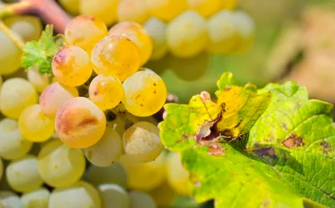 Bunch of grapes Stock Photos