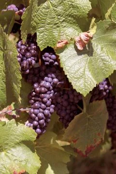 Bunch of grapes Stock Photos