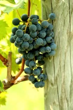 A bunch of grapes Stock-Fotos