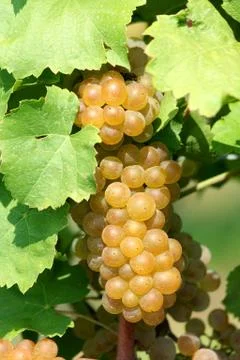 A bunch of grapes Stock Photos