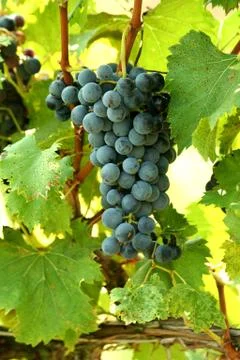 A bunch of grapes Stock Photos