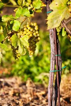  	bunch of grapes Photos
