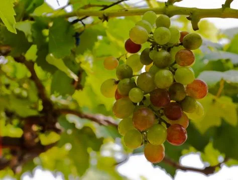 Bunch of grapes Stock Photos