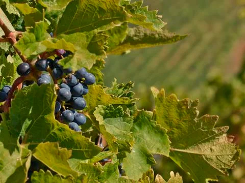 Bunch of grapes Stock Photos