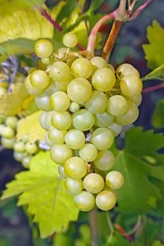 Bunch of grapes Foto stock