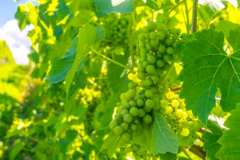 Bunch of grapes Stock Photos