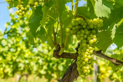 Bunch of grapes Stock Photos