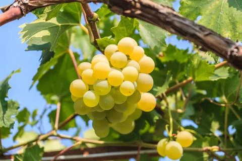Bunch of grapes Photos