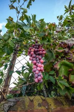 Bunch of grapes Stock Photos
