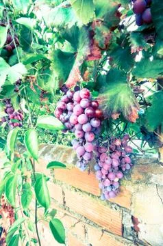 Bunch of grapes Stock Photos