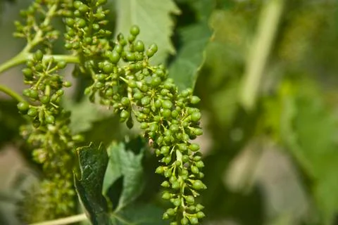 Bunch of grapes Stock Photos