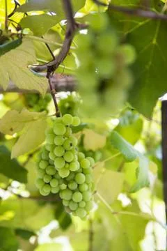Bunch of grapes Stock Photos