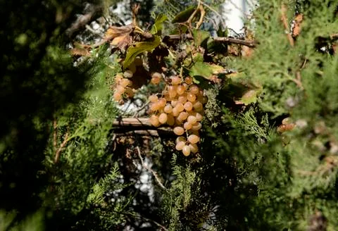 Bunch of grapes Stock Photos