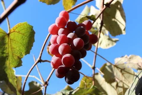 Bunch of grapes Stock Photos