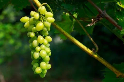 Bunch of grapes Stock Photos