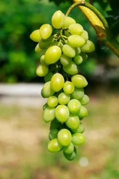 Bunch of grapes 写真素材