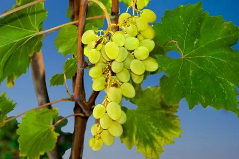 Bunch of grapes Stock Photos