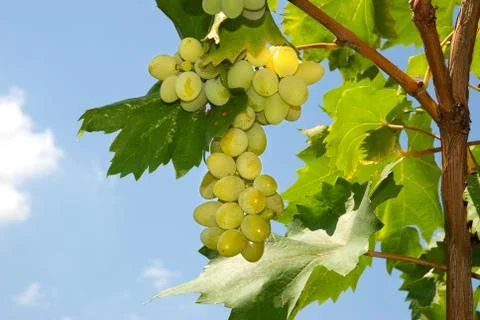 Bunch of grapes Stock Photos