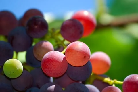 	Bunch of grapes Stock Photos