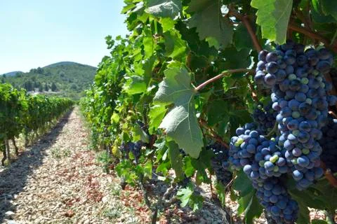Bunch of grapes Stock Photos