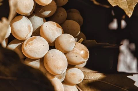 Bunch of grapes Stock Photos