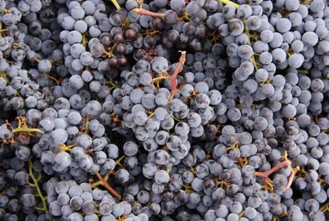 Bunch of grapes Stock Photos