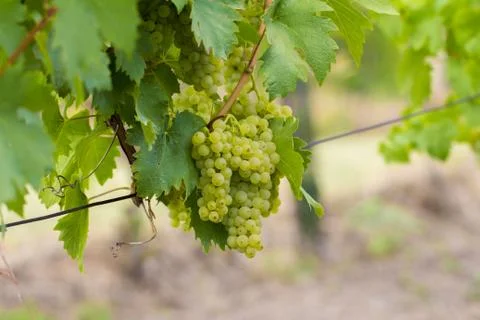 Bunch of grapes Stock Photos