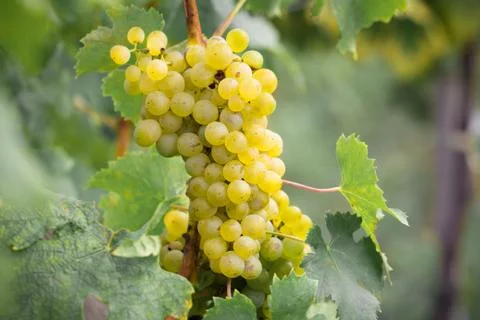 Bunch of grapes Stock Photos