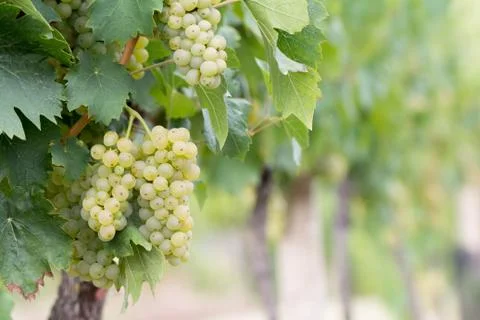Bunch of grapes Stock Photos