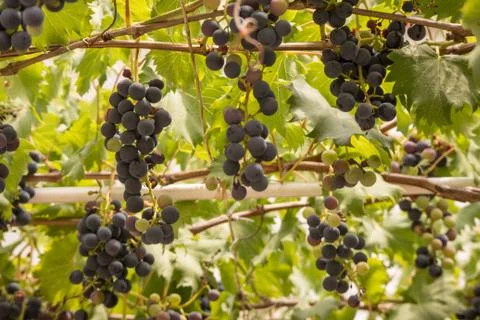 Bunch of grapes Stock Photos