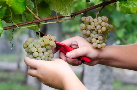 Bunch of grapes Stock Photos