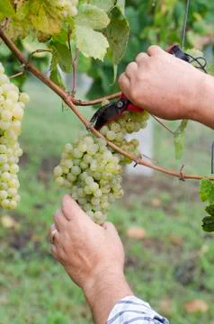 Bunch of grapes Stock Photos