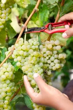 Bunch of grapes Stock Photos
