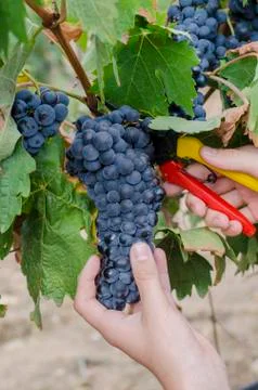 Bunch of grapes Stock Photos